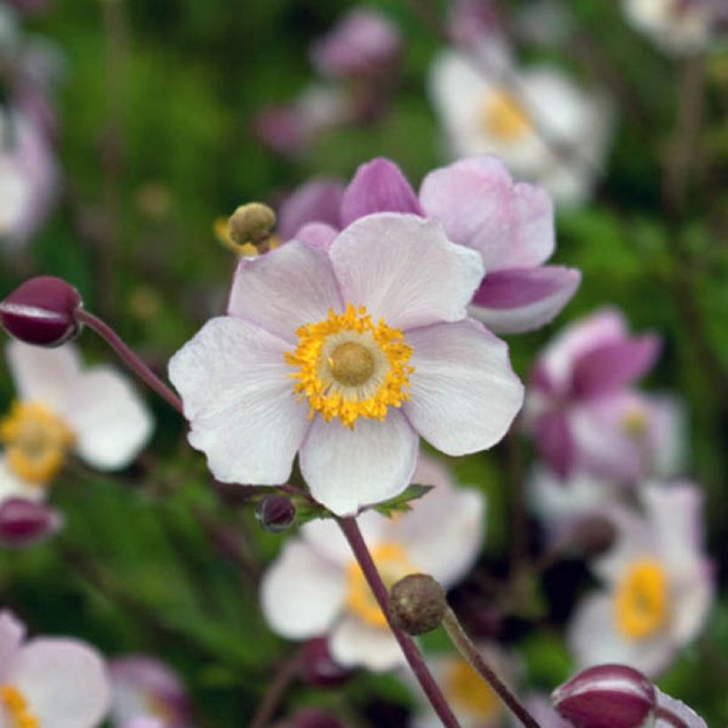 Tarhasyysvuokko Hadspen Abundance (Kukinta)