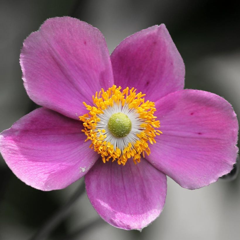 Syysvuokko Praecox (Kukinta)