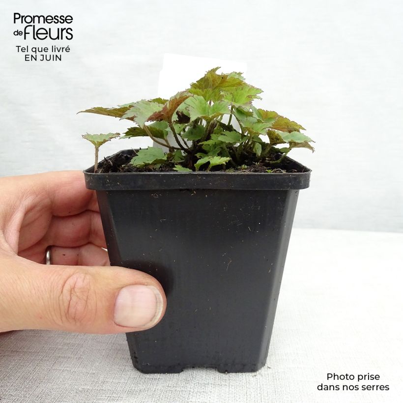 Esimerkki kesällä toimitetusta Syysvuokko Praecox Taimiruukku 8/9 cm-taimesta