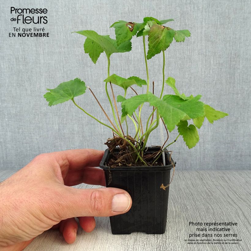 Esimerkki syksyllä toimitetusta Tarhasyysvuokko Honorine Jobert 8/9 cm taimiruukku-taimesta