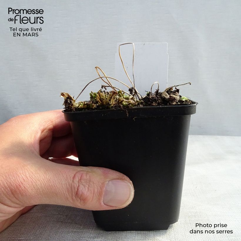 Esimerkki keväällä toimitetusta Syysvuokko Little Princess Godet de 8/9 cm-taimesta
