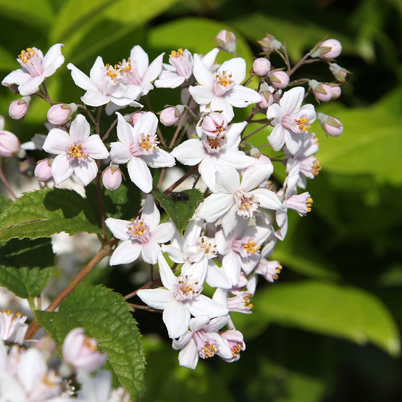 Nietospensas Mont Rose (Kukinta)