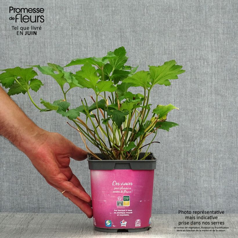 Esimerkki kesällä toimitetusta Syysvuokko September Charm Ruukku 2L / 3L-taimesta
