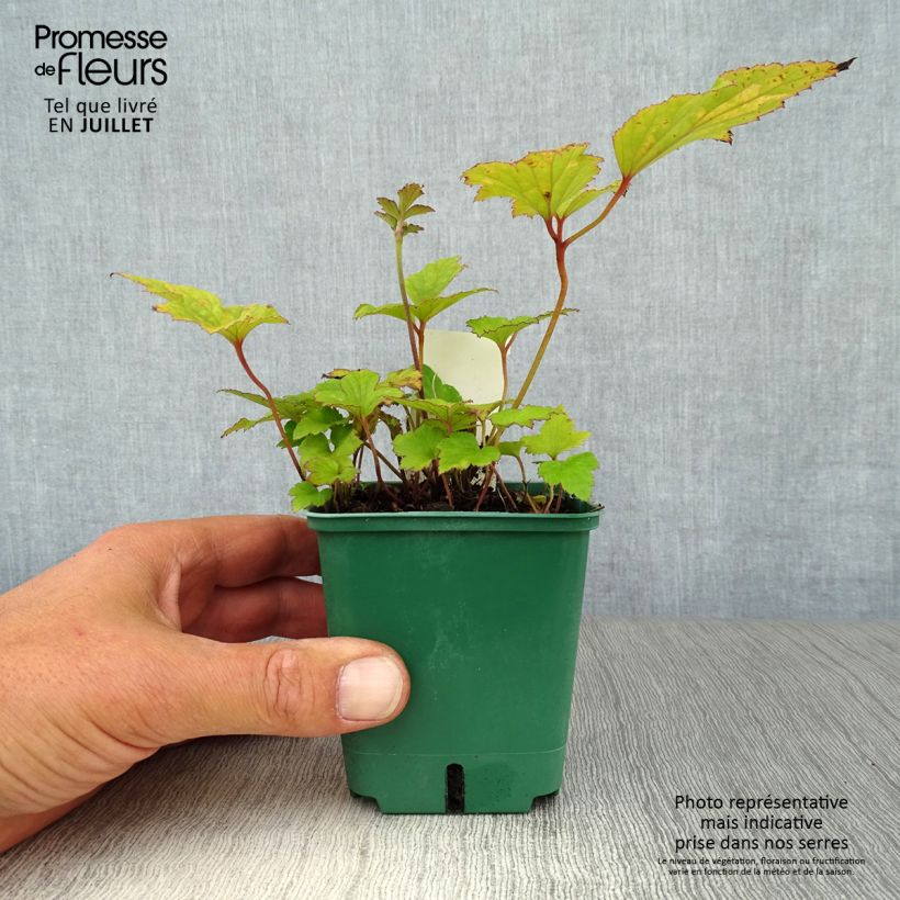 Esimerkki kesällä toimitetusta Syysvuokko Splendens Godet de 8/9 cm-taimesta