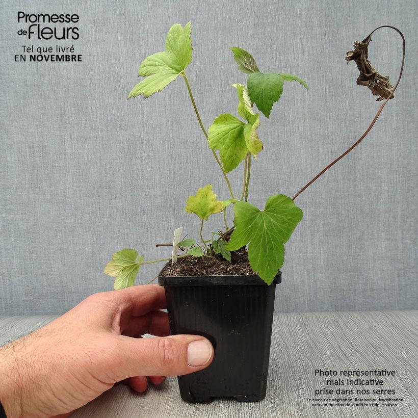 Esimerkki syksyllä toimitetusta Tarhasyysvuokko Whirlwind 8/9 cm taimiruukku-taimesta