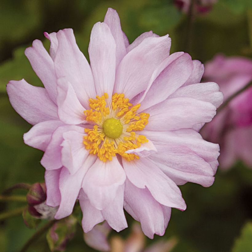 Tarhasyysvuokko Mont Rose (Kukinta)