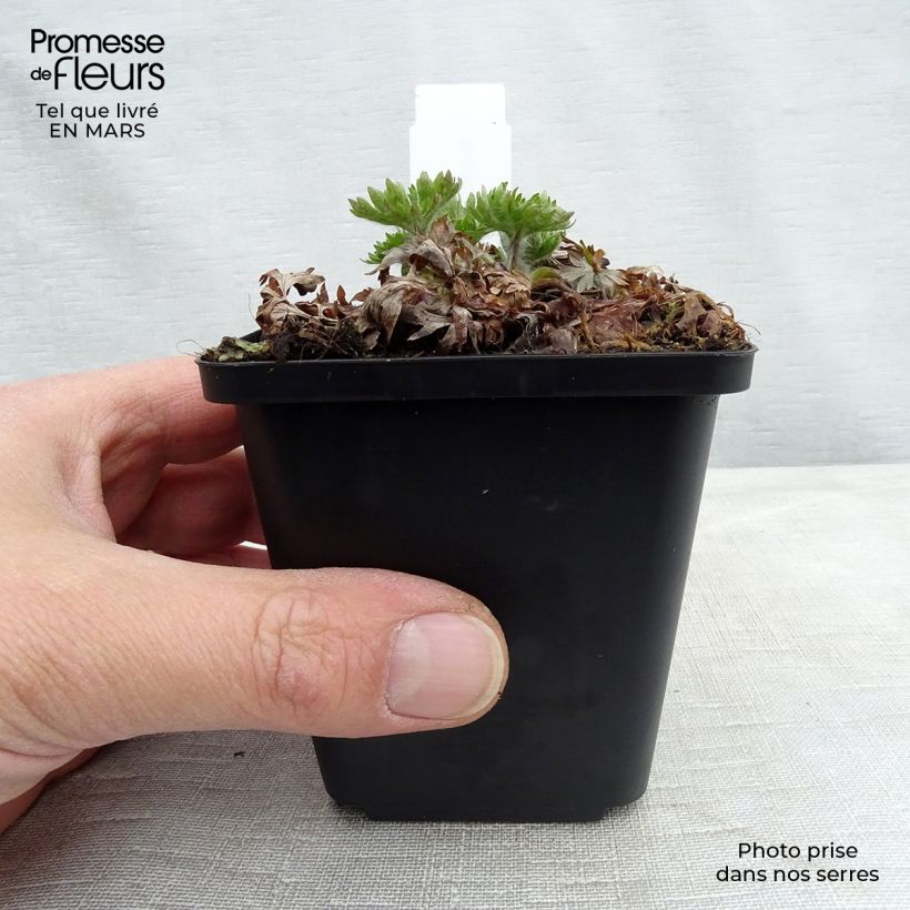 Esimerkki keväällä toimitetusta Amerikanvuokko Major Godet de 8/9 cm-taimesta