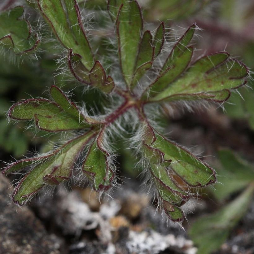 Amerikanvuokko Rosea (Lehvistö)