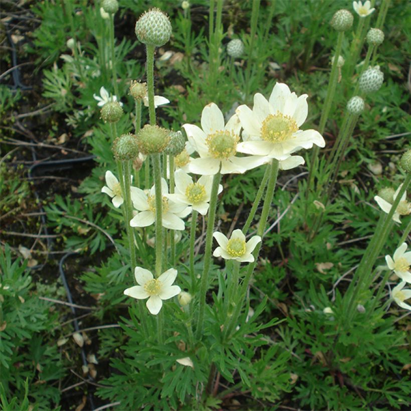 Amerikanvuokko Major (Kukinta)