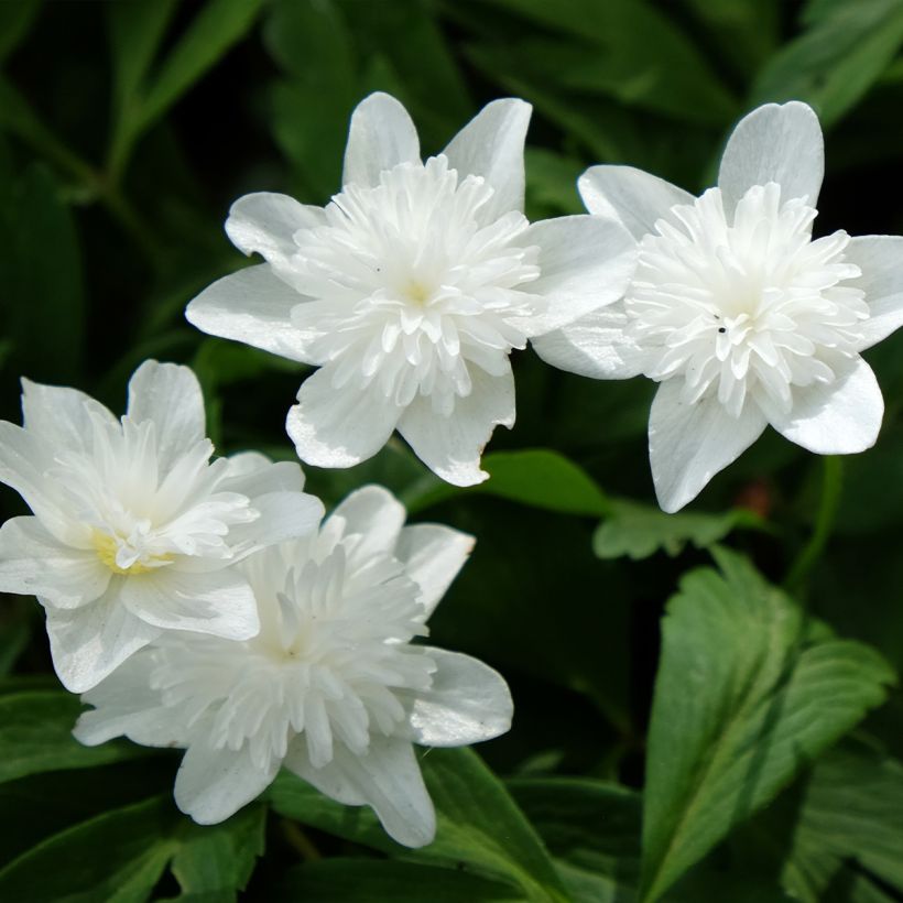 Valkovuokko Vestal (Kukinta)