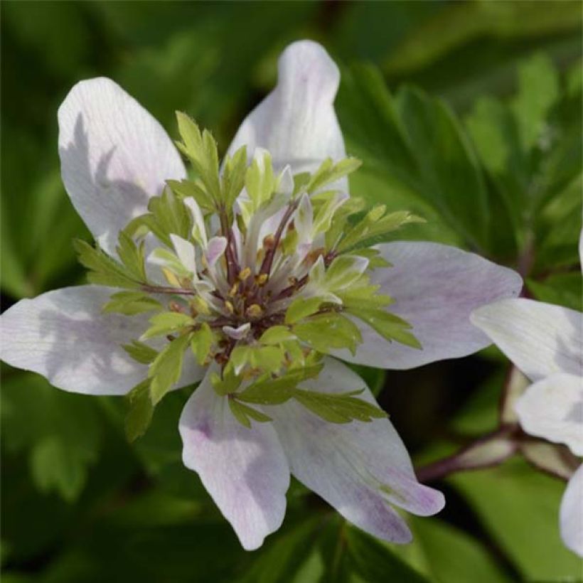 Valkovuokko Green Fingers (Kukinta)
