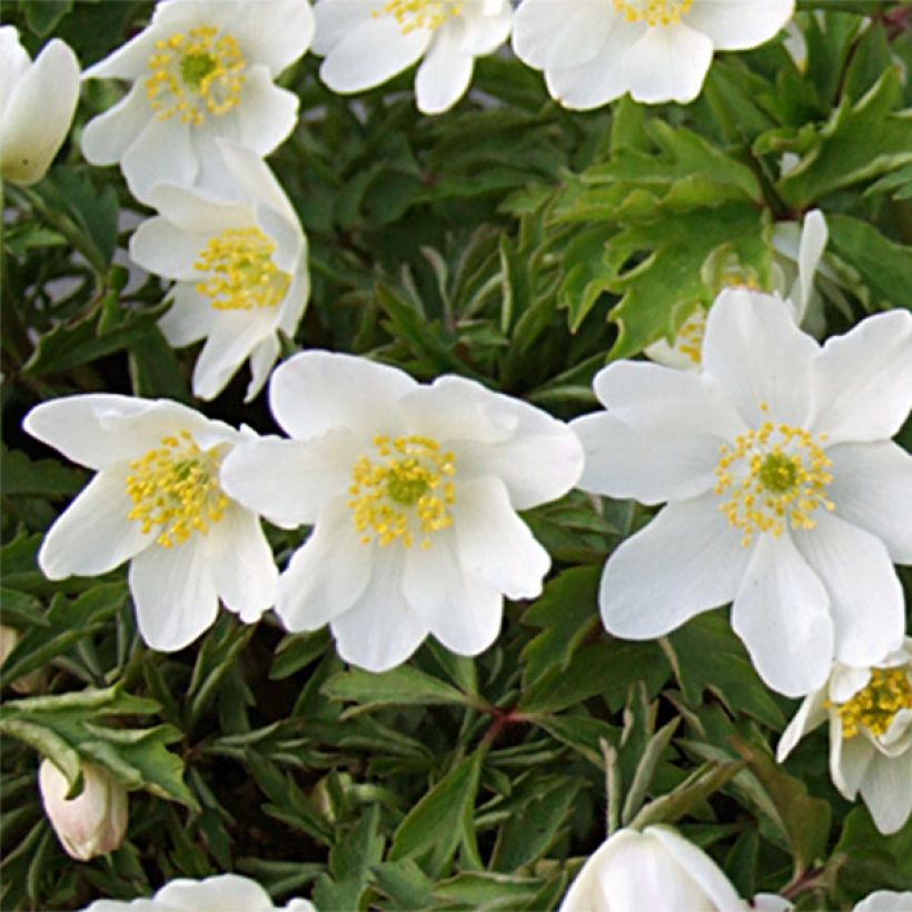 Valkovuokko Variety (Kukinta)