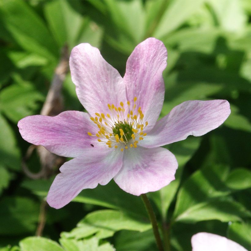 Valkovuokko Marie-Rose (Kukinta)
