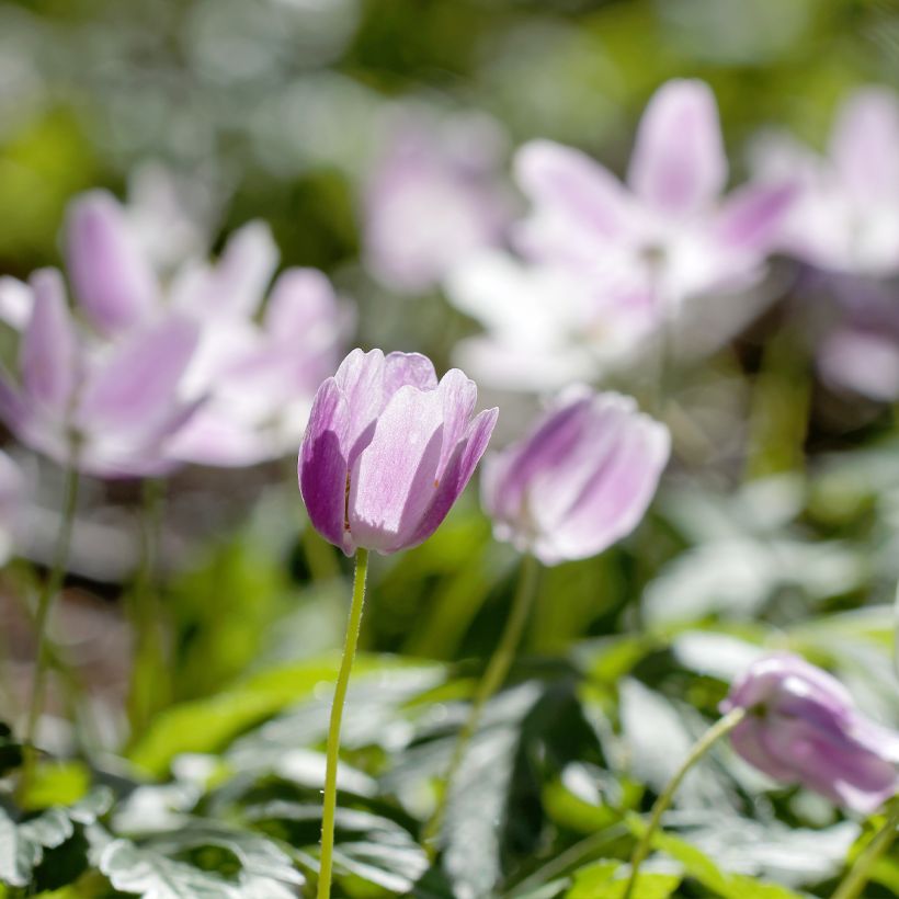 Valkovuokko Marie-Rose (Kasvutapa)