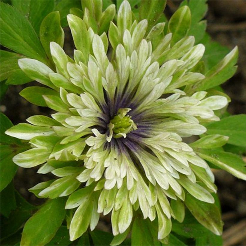 Valkovuokko Virescens (Kukinta)