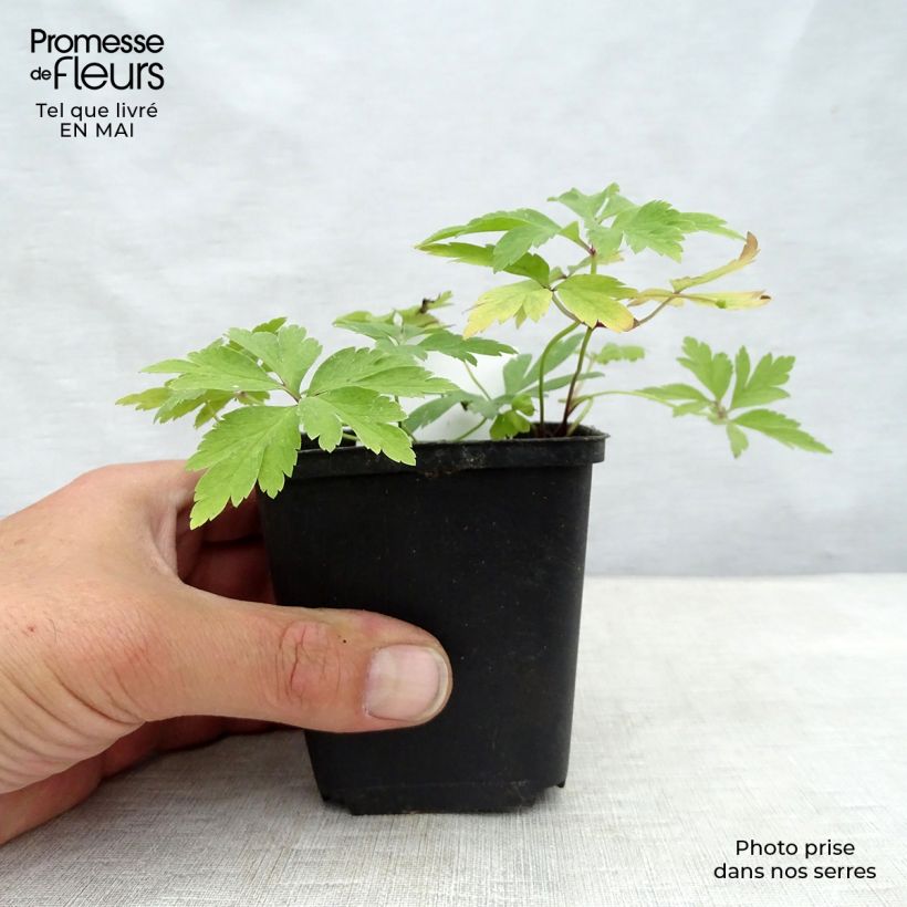 Example of Valkovuokko - Anemone nemorosa Godet de 8/9 cm as you get in printemps