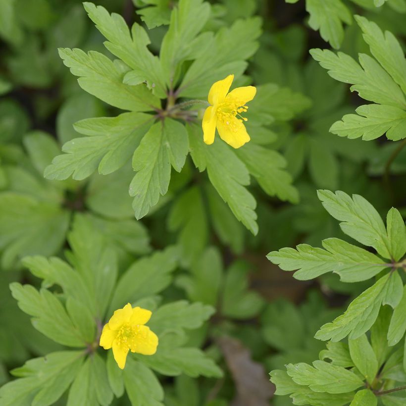 Keltavuokko - Anemone ranunculoides (Lehvistö)