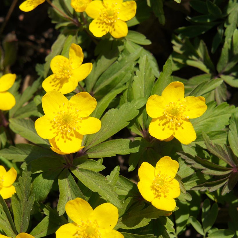 Keltavuokko - Anemone ranunculoides (Kukinta)