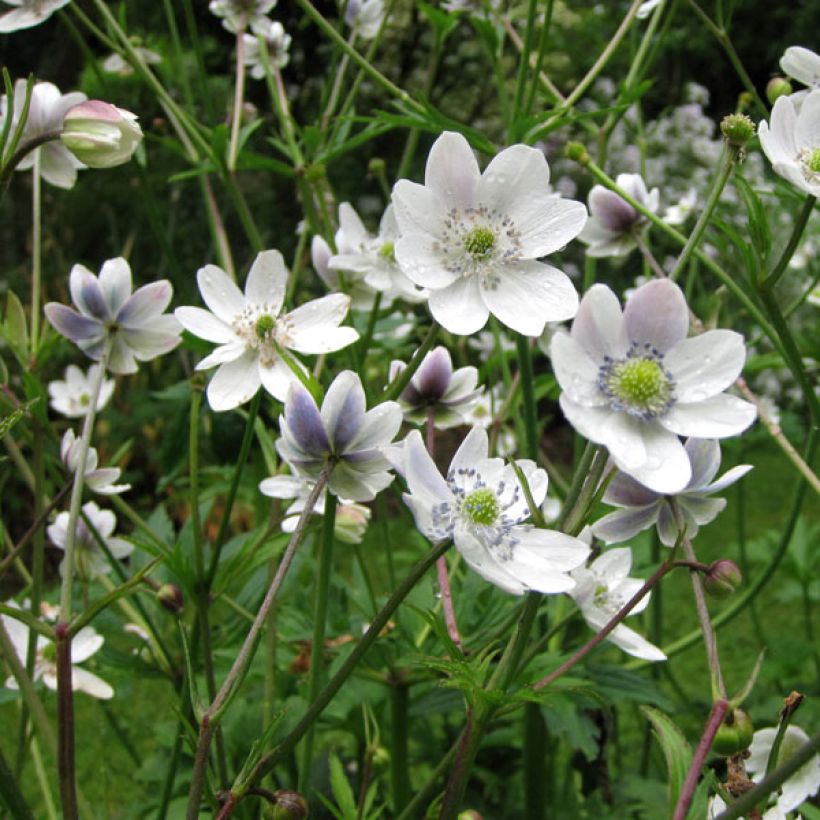 Himalajanvuokko - Anemone rivularis (Kasvutapa)