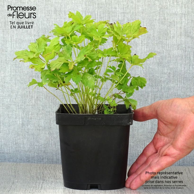 Esimerkki kesällä toimitetusta Anemone sylvestris 2 litran/3 litran ruukku-taimesta
