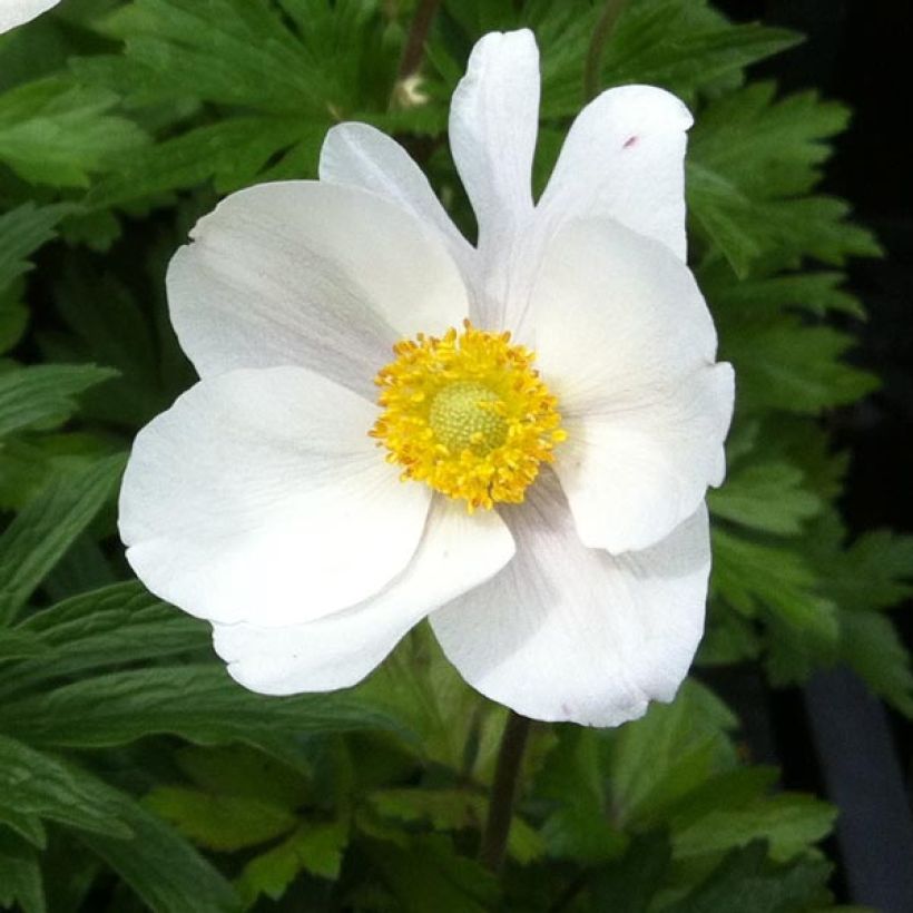Anemone sylvestris (Kukinta)