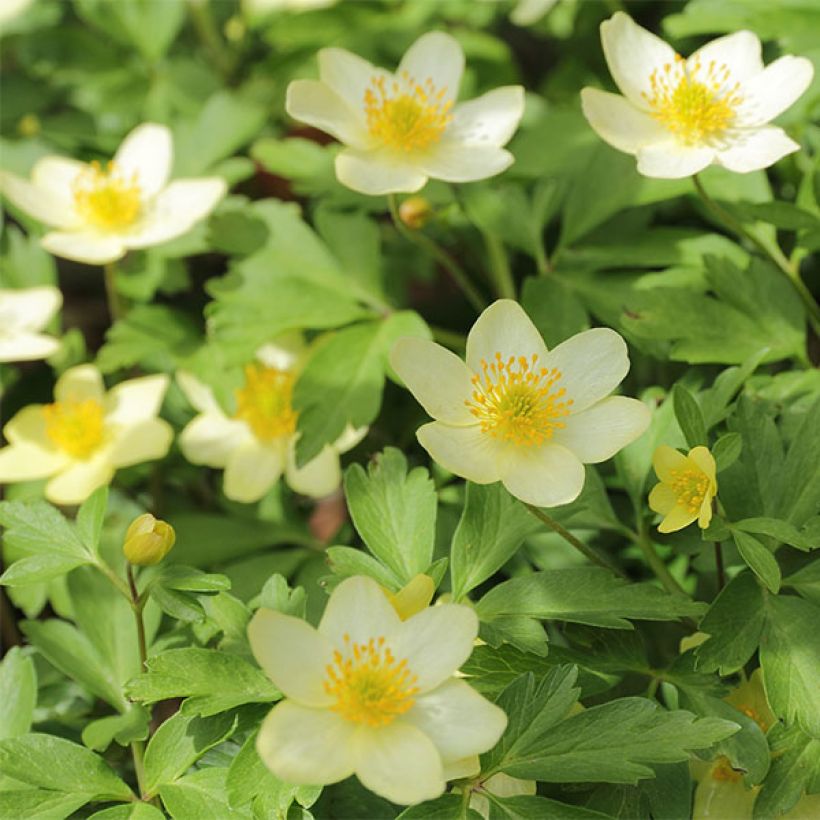 Keltavuokko - Anemone nemorosa x ranunculoides (Kukinta)