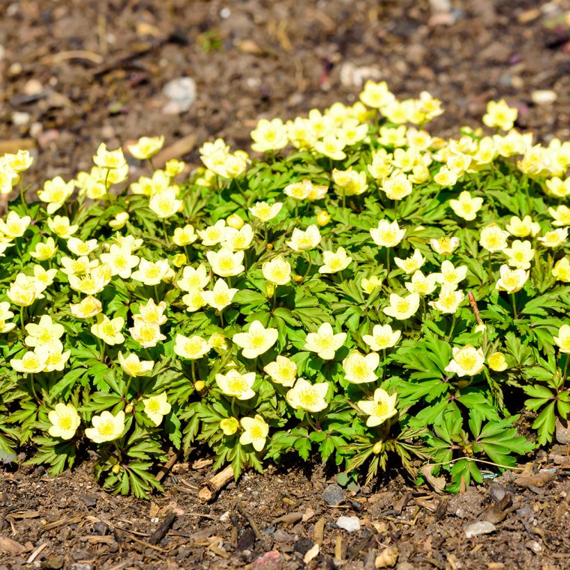 Keltavuokko - Anemone nemorosa x ranunculoides (Kasvutapa)
