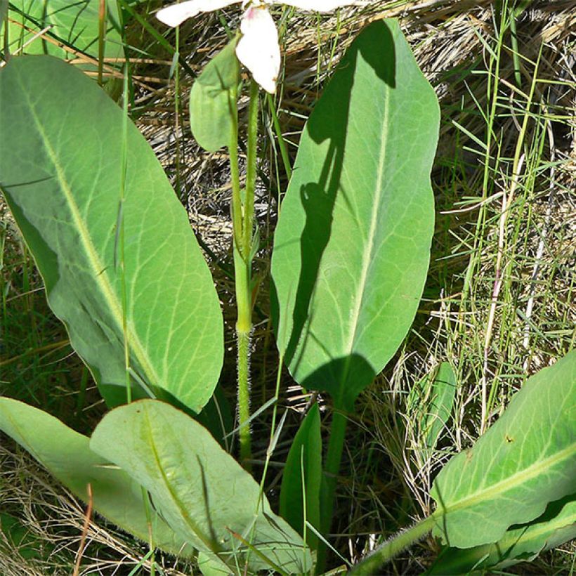 Anemopsis californica (Lehvistö)