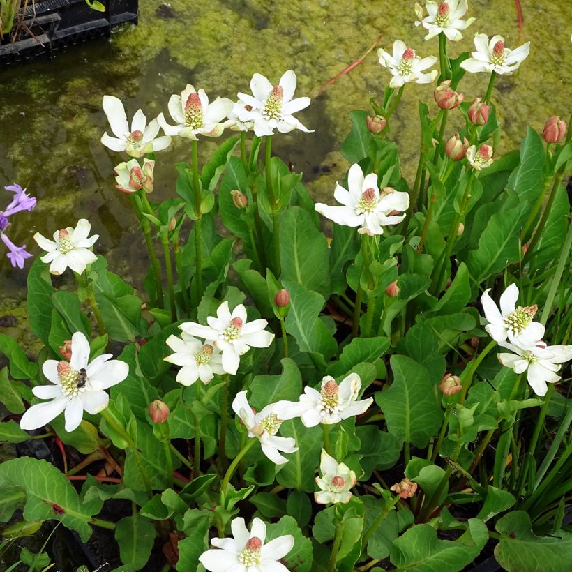 Anemopsis californica (Kasvutapa)