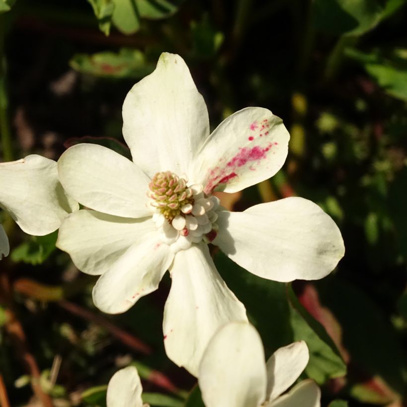 Anemopsis californica (Kukinta)