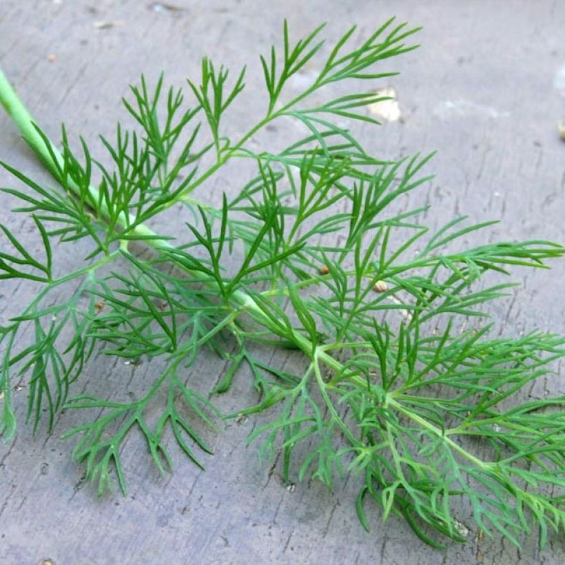 Maustetilli luomu taimena - Anethum graveolens (Lehvistö)