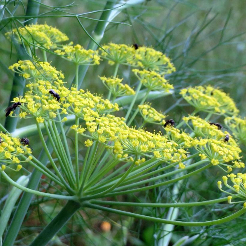 Maustetilli luomu taimena - Anethum graveolens (Kukinta)
