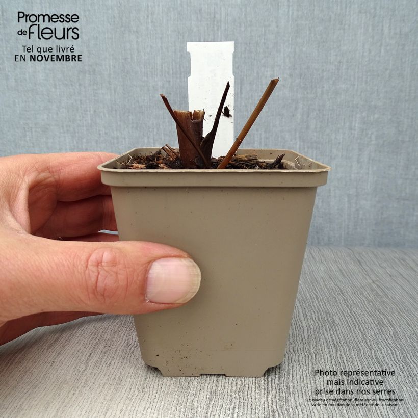 Esimerkki syksyllä toimitetusta Jättikarhunputki - Angelica gigas 8/9 cm taimiruukku-taimesta
