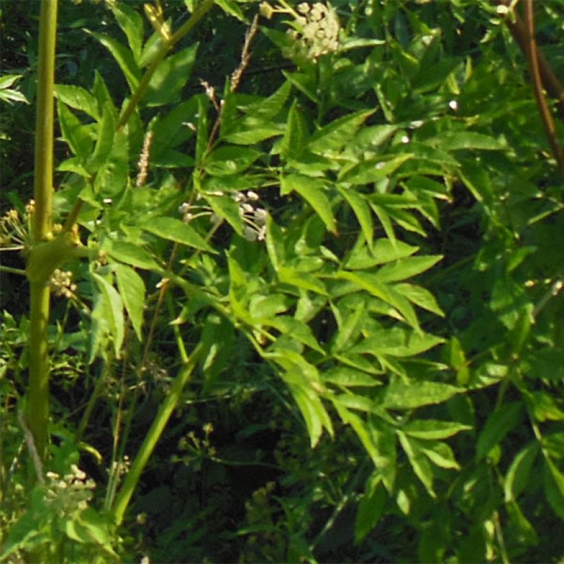 Karhunputke - Angelica heterocarpa (Lehvistö)