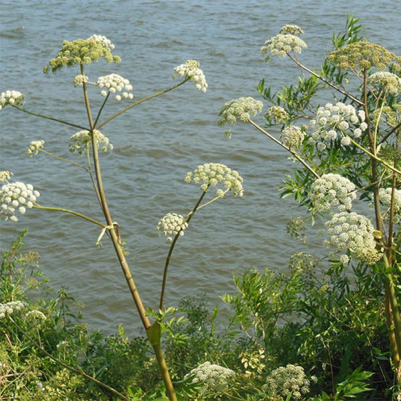 Karhunputke - Angelica heterocarpa (Kukinta)
