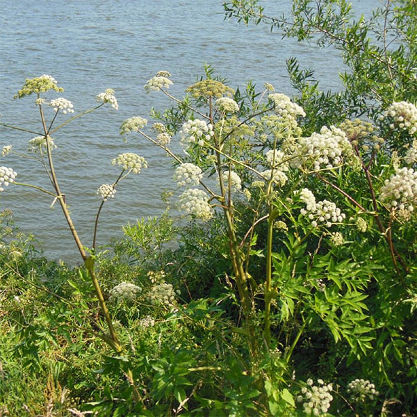 Karhunputke - Angelica heterocarpa (Kasvutapa)