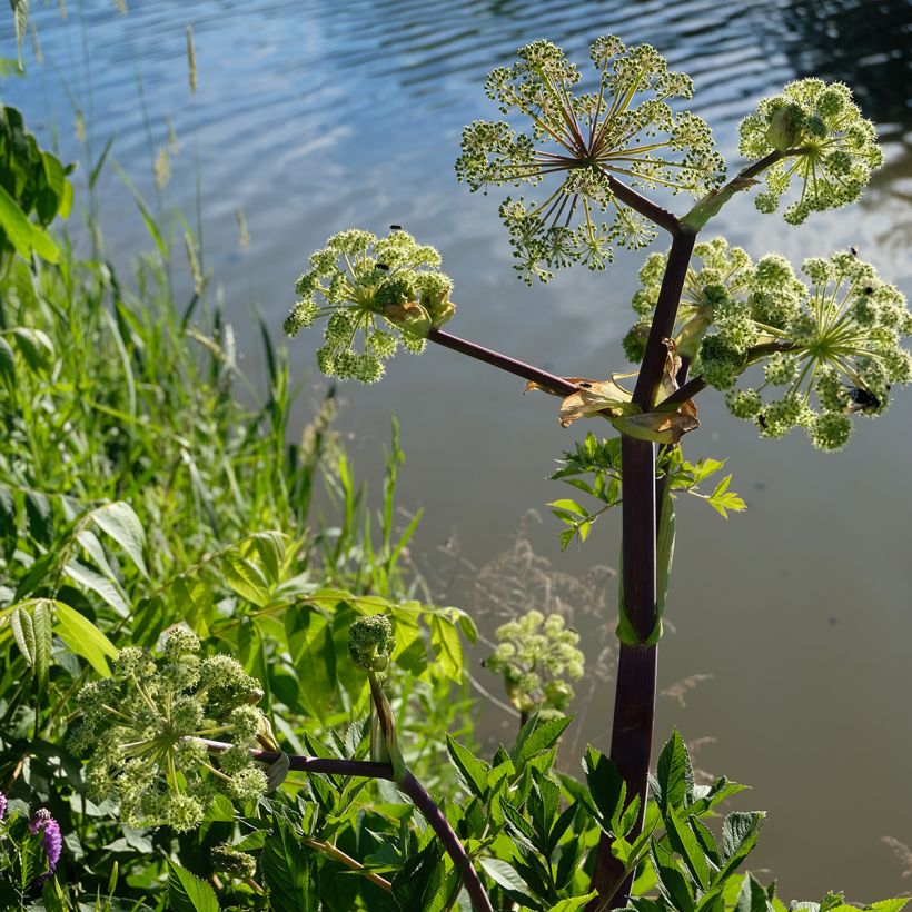 Amerikankarhunputki - Angelica atropurpurea (Kasvutapa)