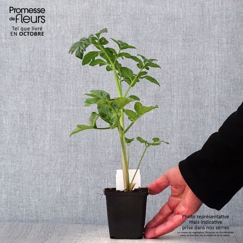 Esimerkki syksyllä toimitetusta Karhunputke - Angelica pachycarpa 8/9 cm taimiruukku-taimesta