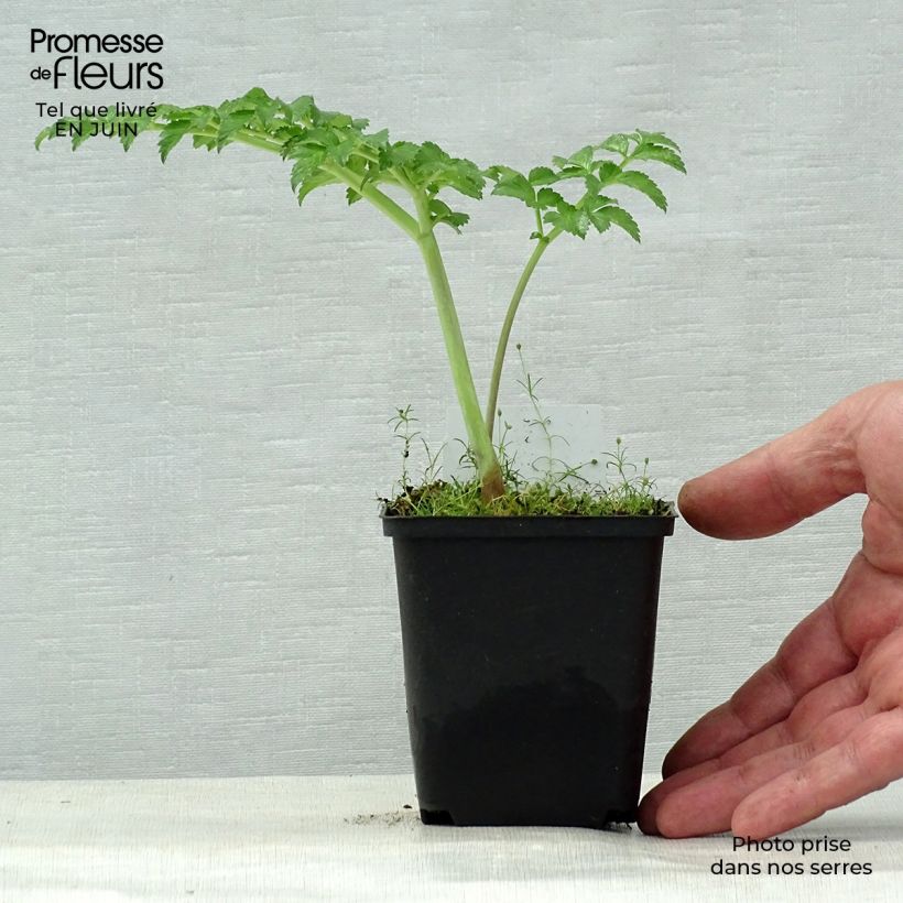 Esimerkki kesällä toimitetusta Karhunputke - Angelica pachycarpa Taimiruukku 8/9 cm-taimesta