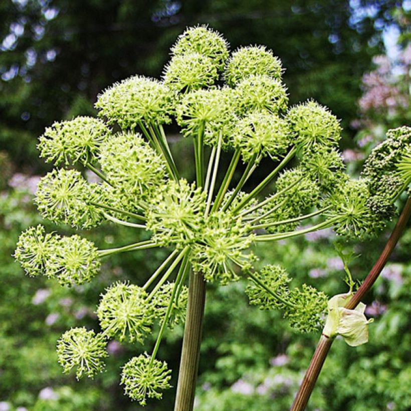 Väinönputki - Angelica archangelica (Kukinta)