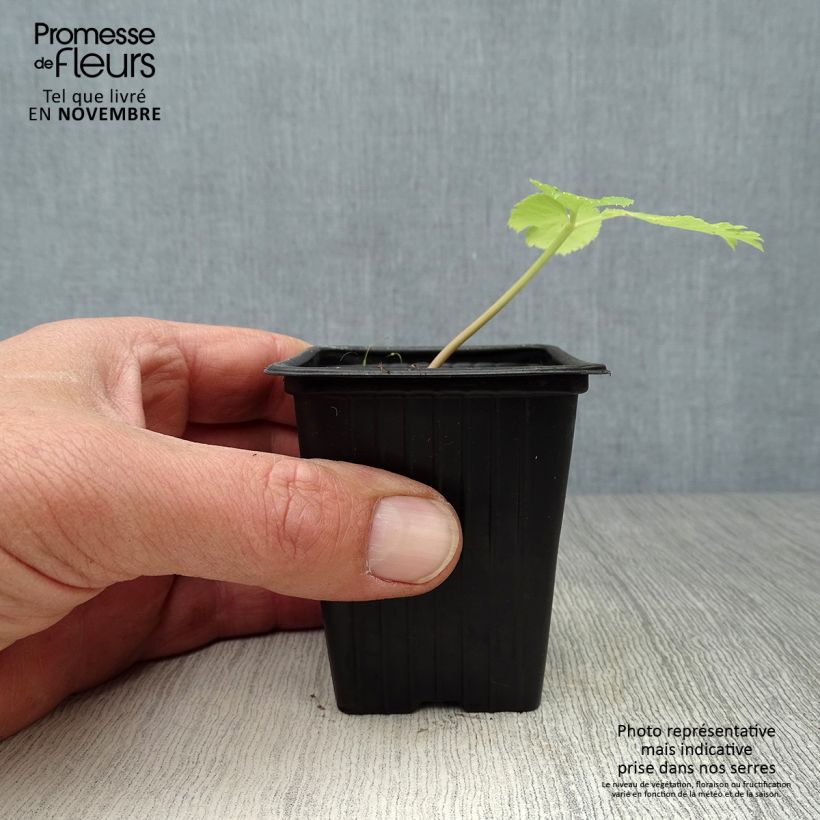Esimerkki syksyllä toimitetusta Väinönputki - Angelica archangelica 7/8 cm taimiruukku-taimesta