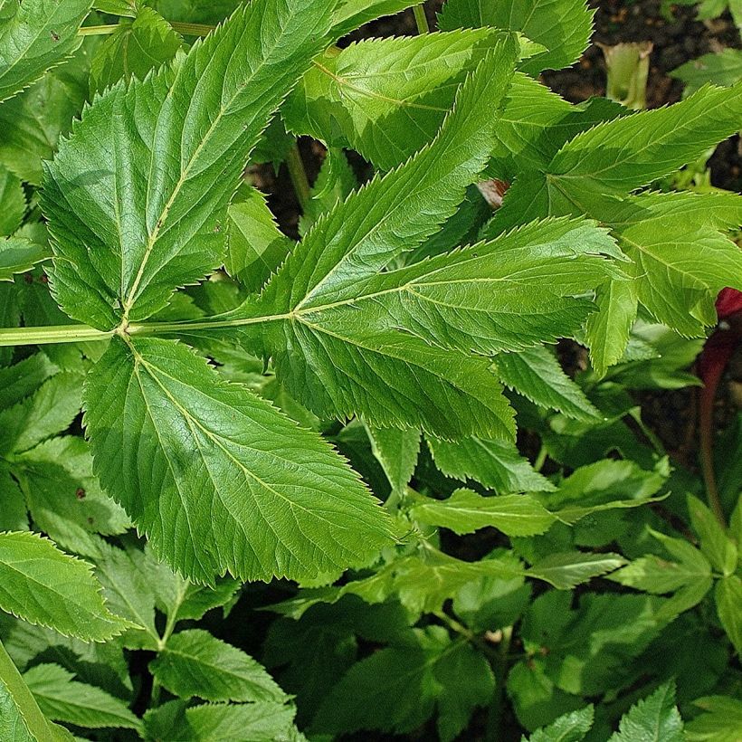 Väinönputki - Angelica archangelica (Lehvistö)