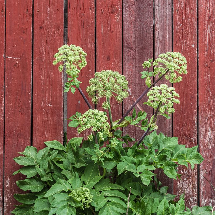 Väinönputki - Angelica archangelica (Kasvutapa)
