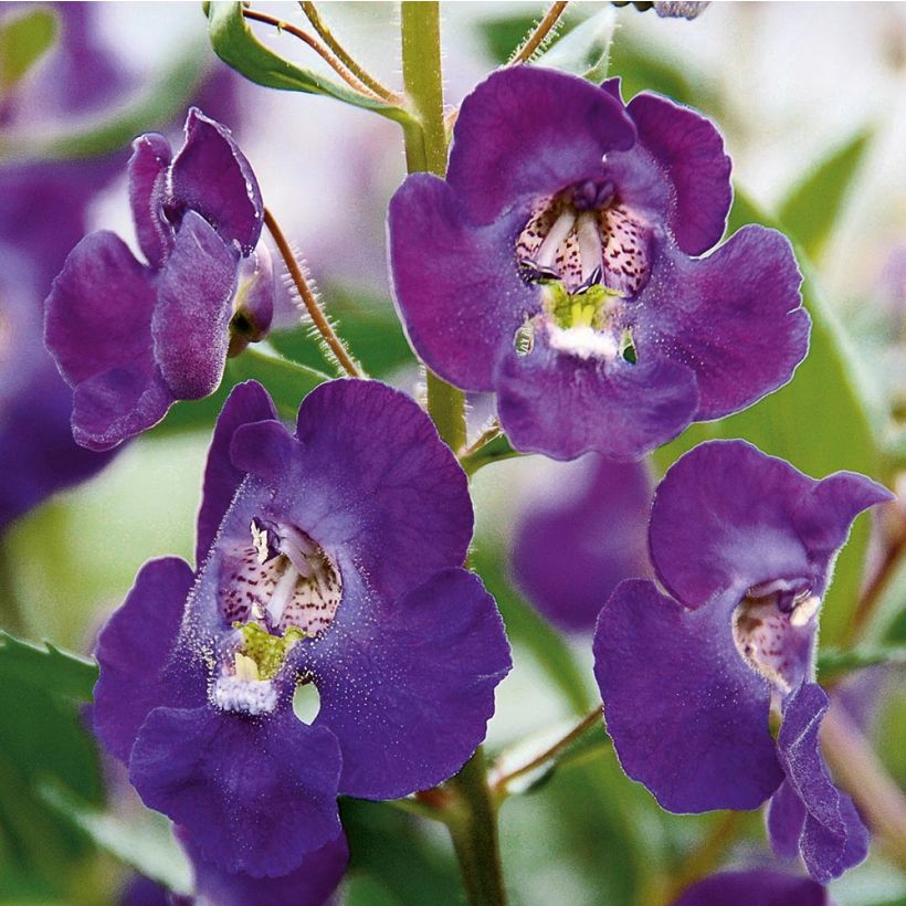 Angelonia angustifolia Angelface Blue Mini-mottes (Kukinta)