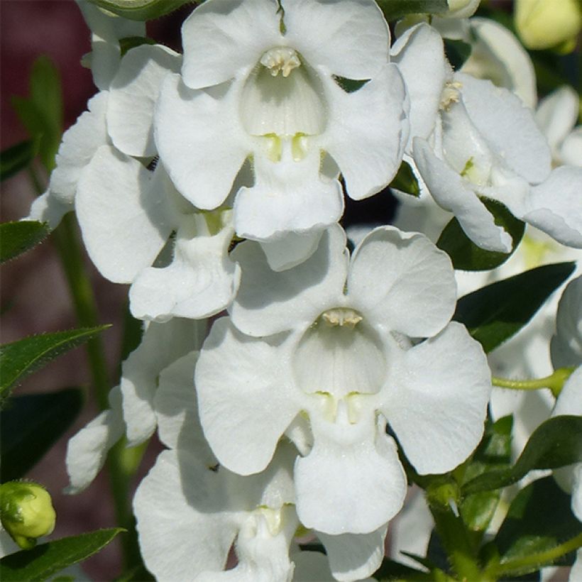 Angelonia angustifolia Angelface Carrara White (Kukinta)