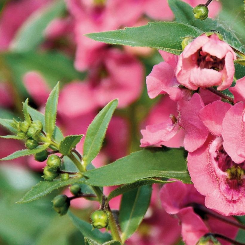 Angelonia angustifolia Angelface Pink (Lehvistö)