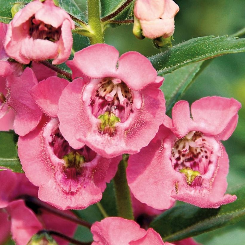 Angelonia angustifolia Angelface Pink (Kukinta)