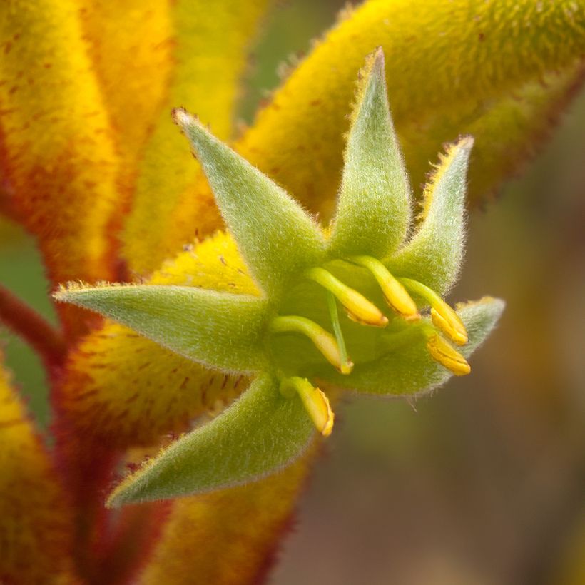 Kenguruntassu Bush Bonanza (Kukinta)