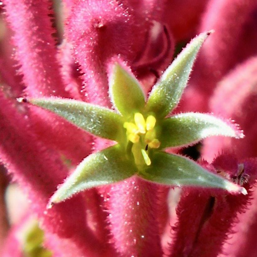 Kenguruntassu Bush Pearl (Kukinta)