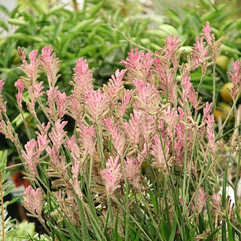 Kenguruntassu Bush Pearl (Kasvutapa)